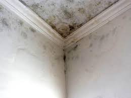 Best Mold Damage Restoration in Warren, PA