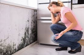 Professional Mold Removal in Warren, PA